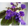 Senk's Big Bells (R. Follett/D. Senk)